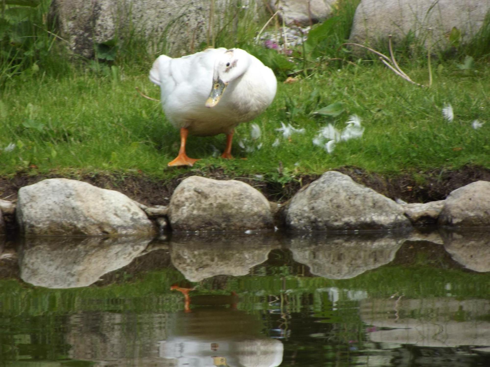 Llandderfel Cosy Ground Floor Disabled Friendly Room In Farm House מראה חיצוני תמונה